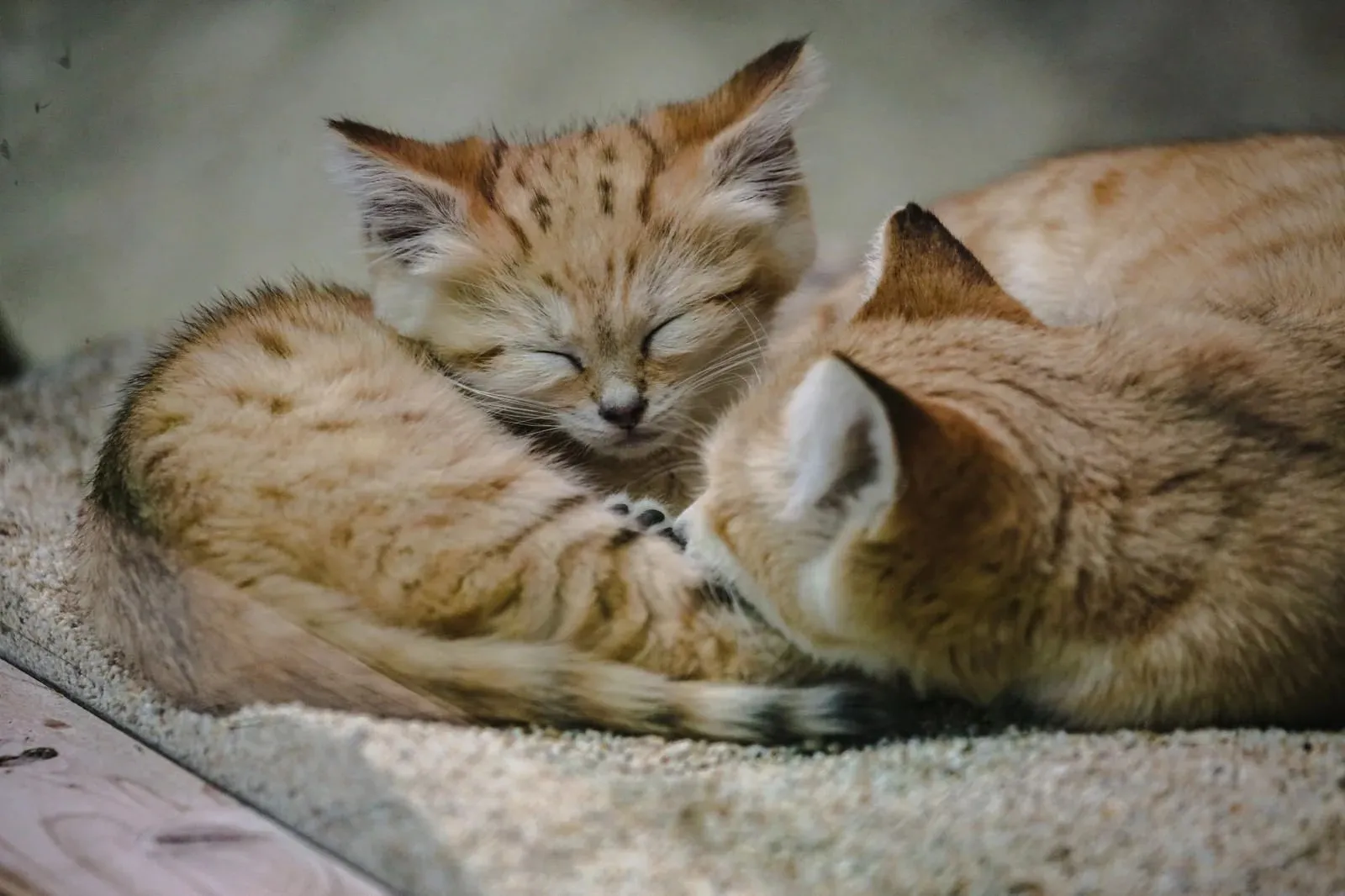 猫の去勢手術はいつ行なうのがいい?