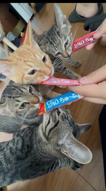 去勢手術終了!