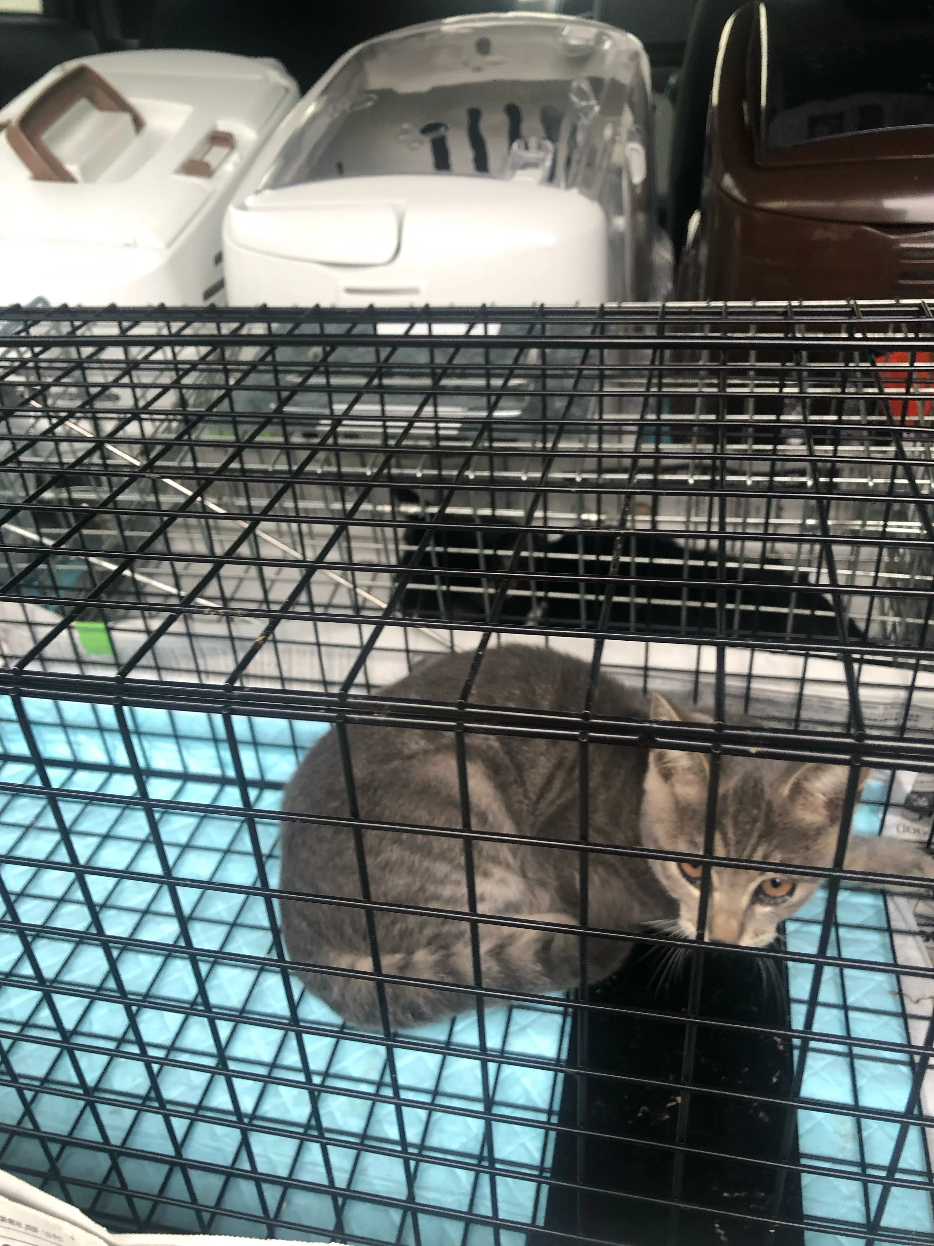 保護猫さんの不妊去勢手術後のお迎えです!里親さんが早く見つか...